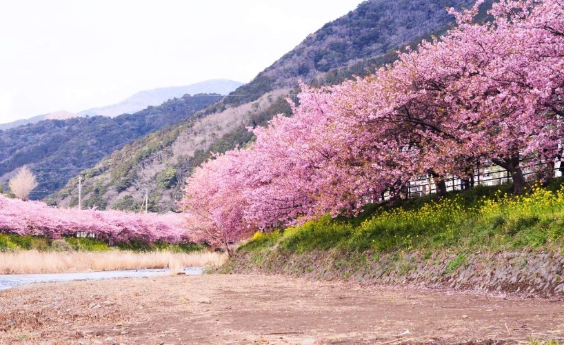河津櫻花期