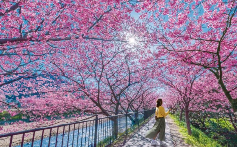 河津櫻 觀賞地點