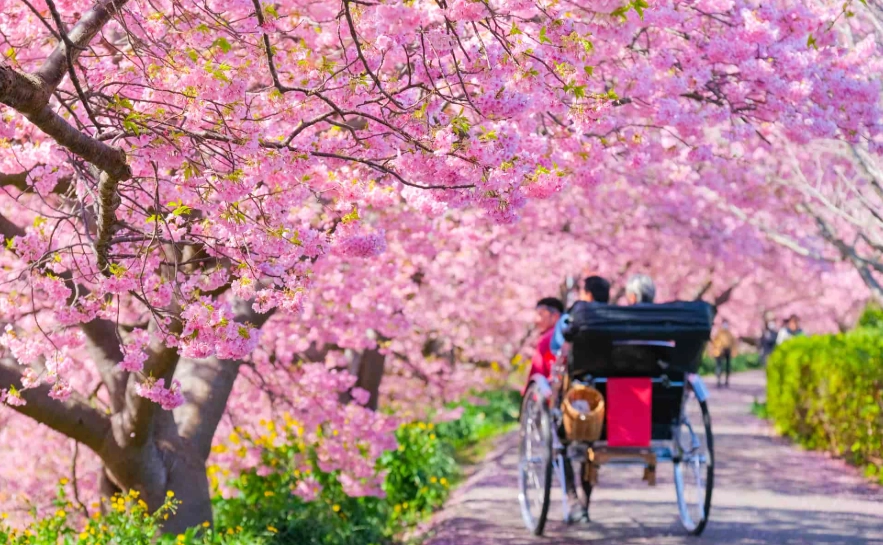 河津櫻 觀賞地點