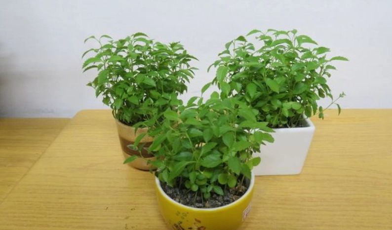 黃鐘花盆栽養護