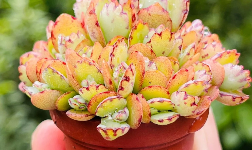 蕾絲公主色彩變化