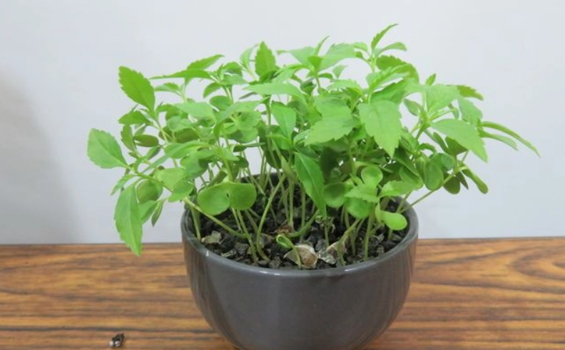 黃鐘花盆栽養護