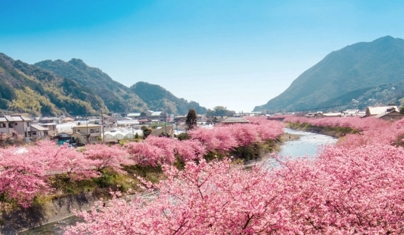河津櫻花期