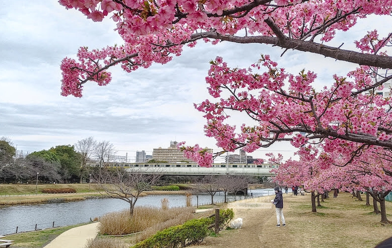 東京河津櫻景點
