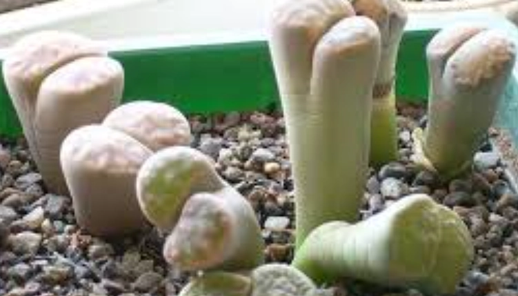 生石花徒長原因