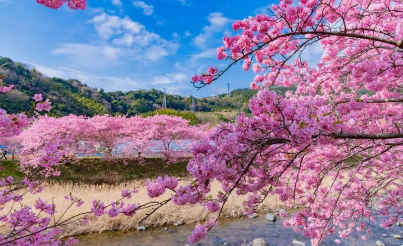 台灣河津櫻景點