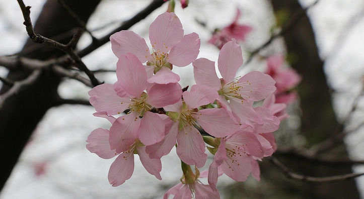 櫻花觀賞