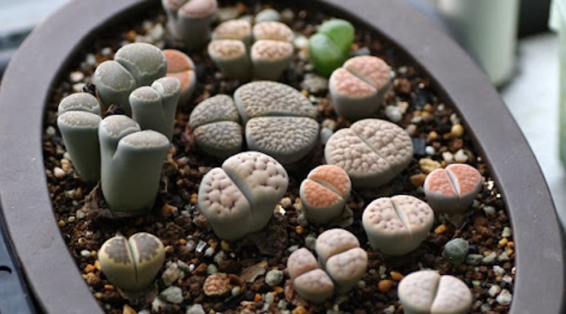 生石花徒長原因