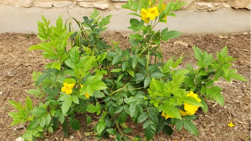 黃鐘花種植方法