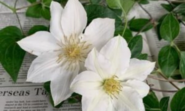 鐵線蓮健康益處