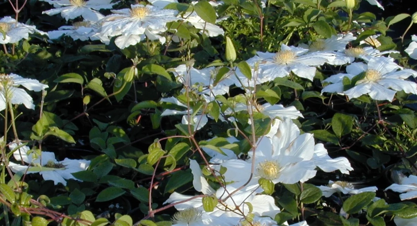 鐵線蓮使用方法