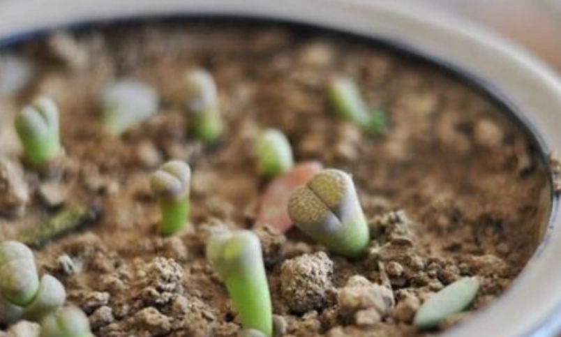 多肉植物徒長處理