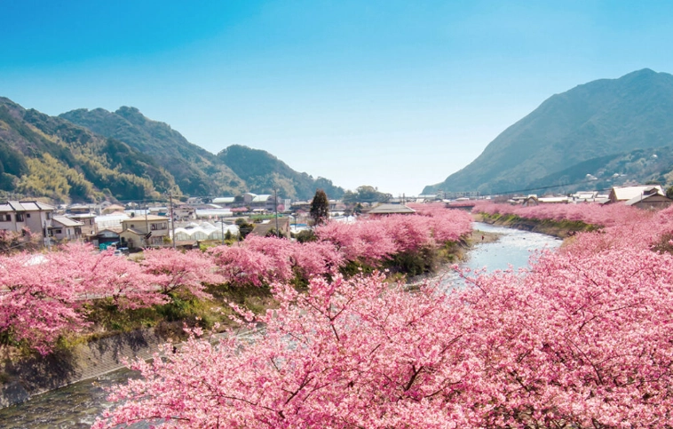 河津櫻花期