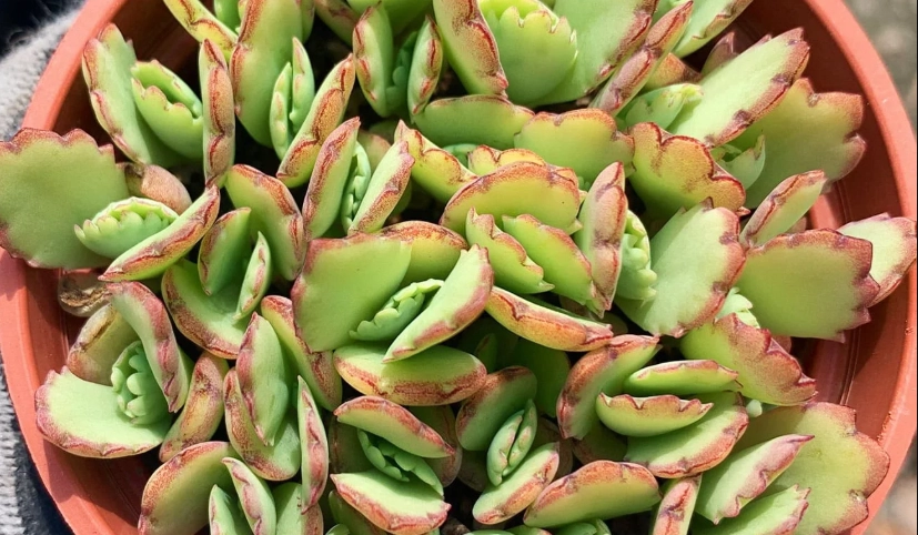 蕾絲公主色彩變化