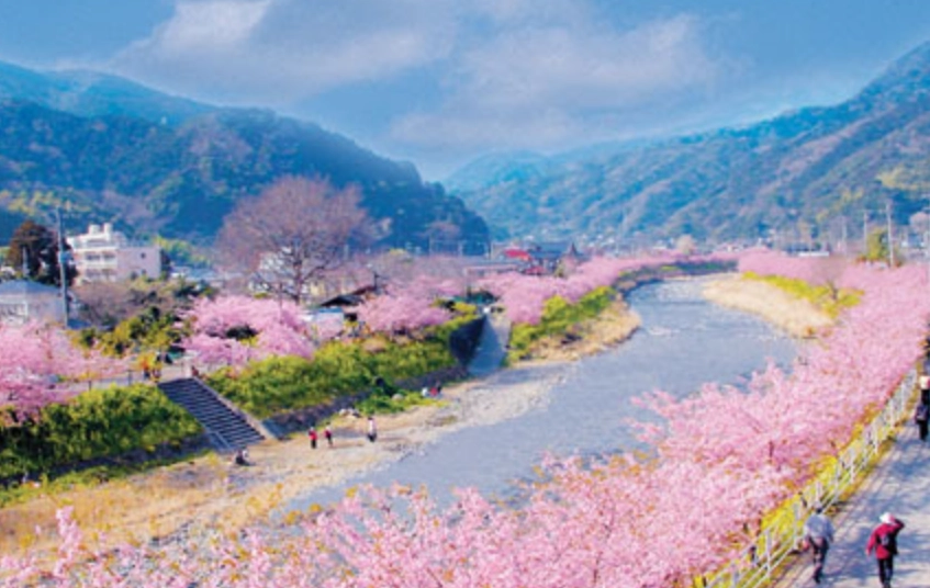 靜岡櫻花旅遊