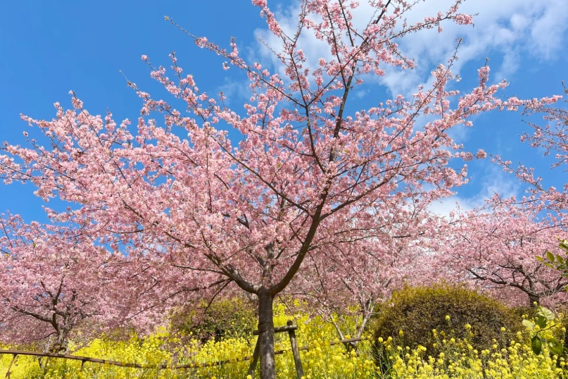 東京河津櫻景點