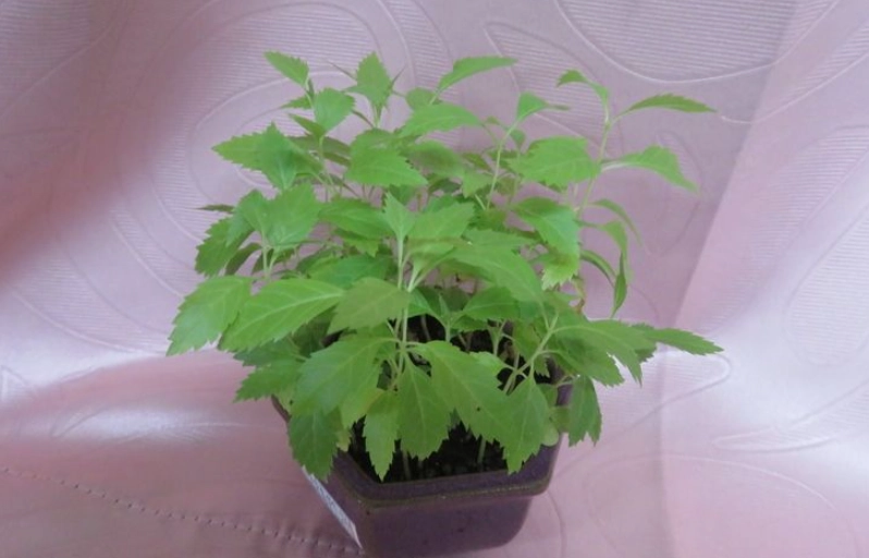 黃鐘花種植方法