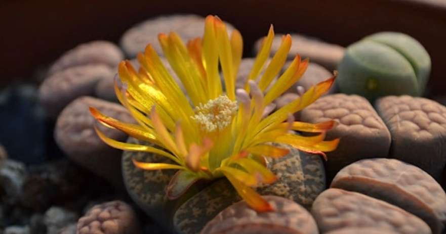 多肉植物徒長處理