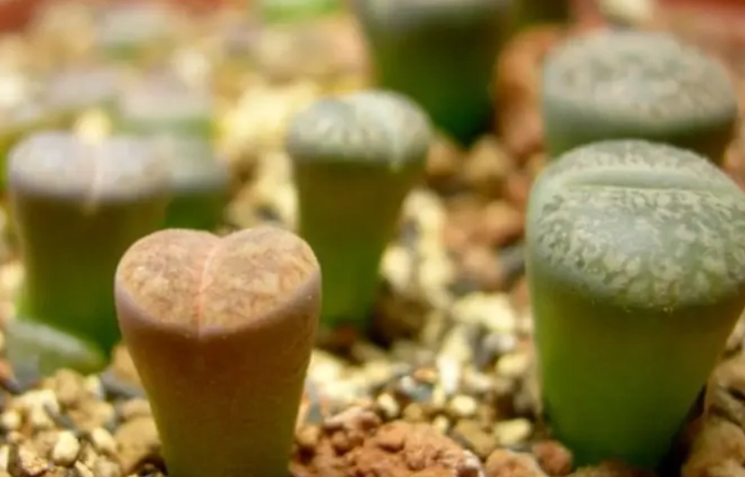 生石花徒長原因