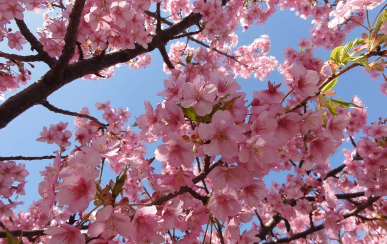台灣河津櫻景點