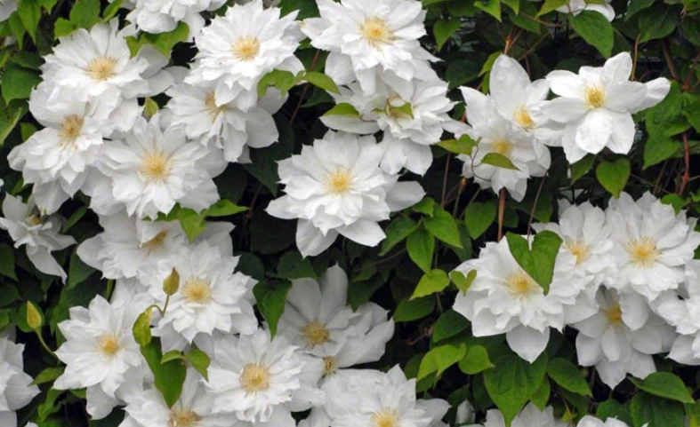 鐵線蓮健康益處