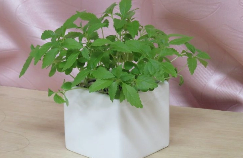 黃鐘花盆栽養護