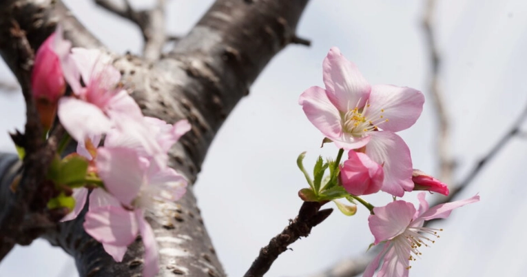 櫻花品種
