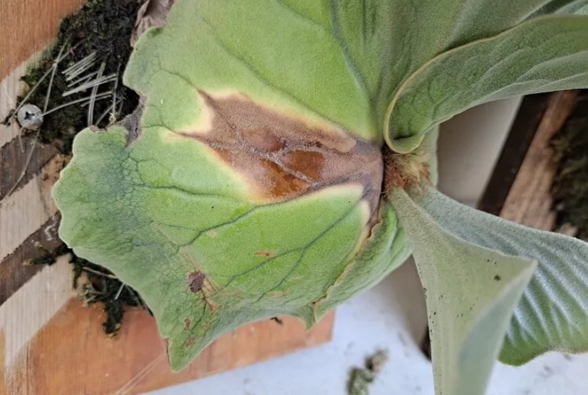 鹿角蕨養護方法