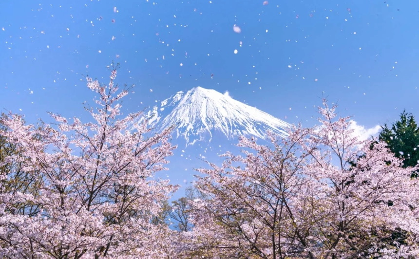 靜岡櫻花旅遊