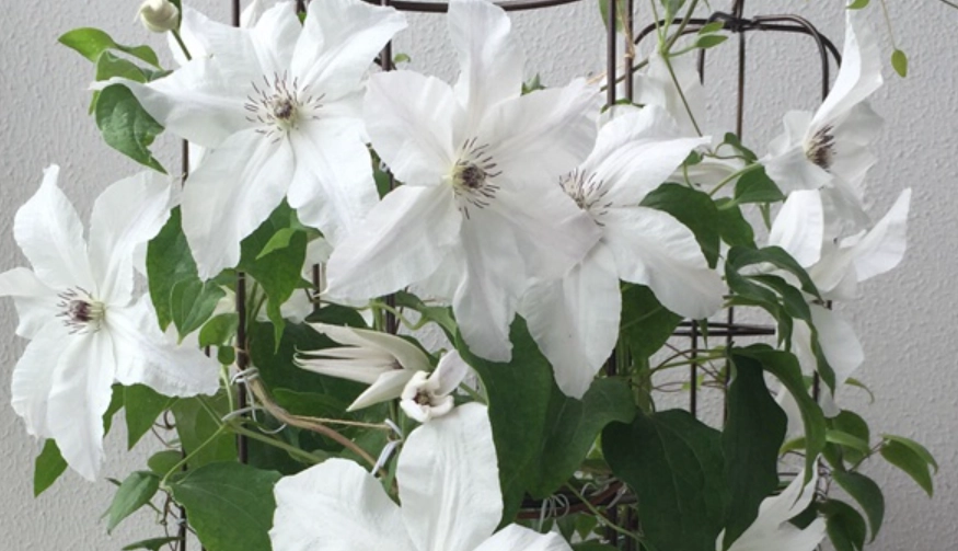 鐵線蓮使用方法