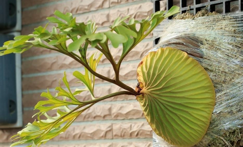 鹿角蕨葉片問題