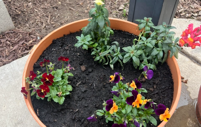 三色堇枯萎原因