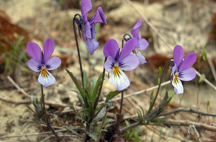 三色堇救活方法
