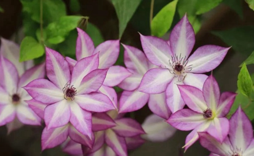 铁线莲分类方法