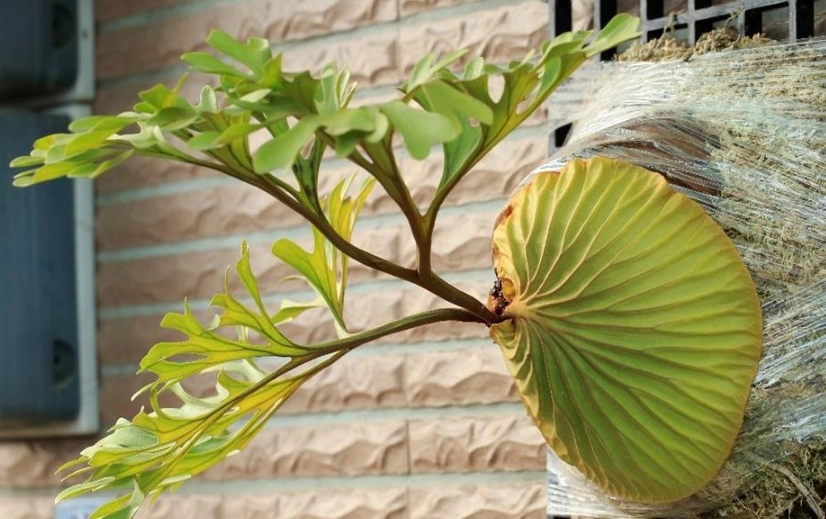 鹿角蕨養護技巧