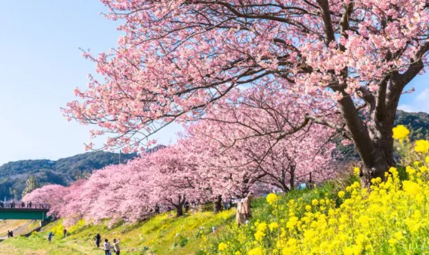 河津櫻開花時間