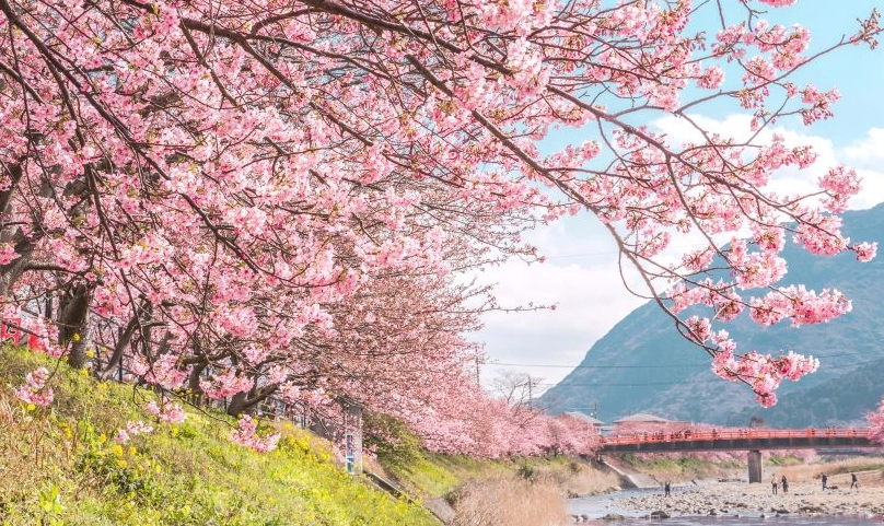 河津櫻伊豆旅遊