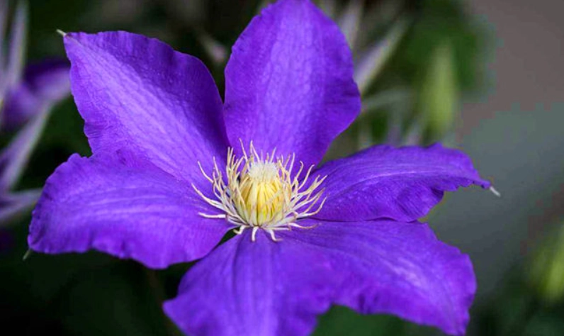 紫色鐵線蓮種植