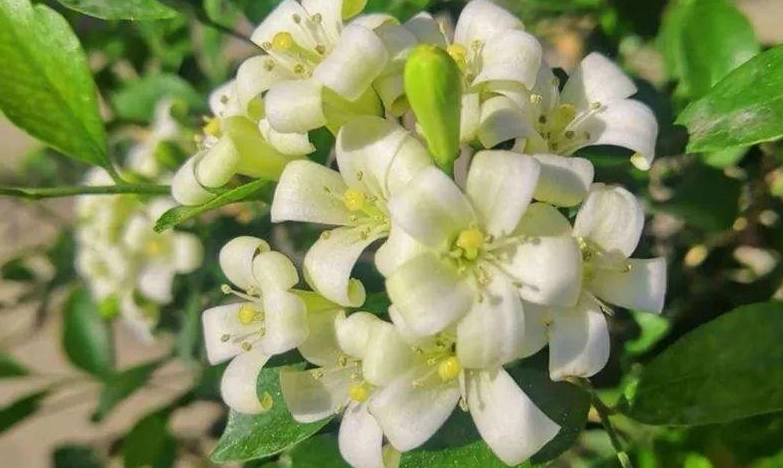 九裏香照顧方法