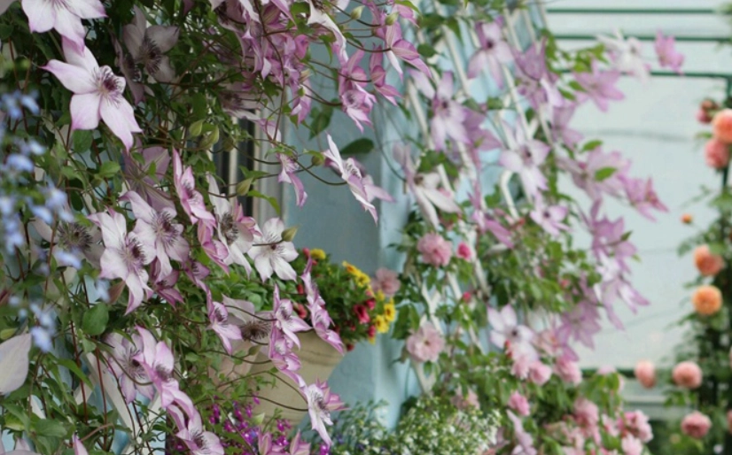 鐵線蓮種植方法