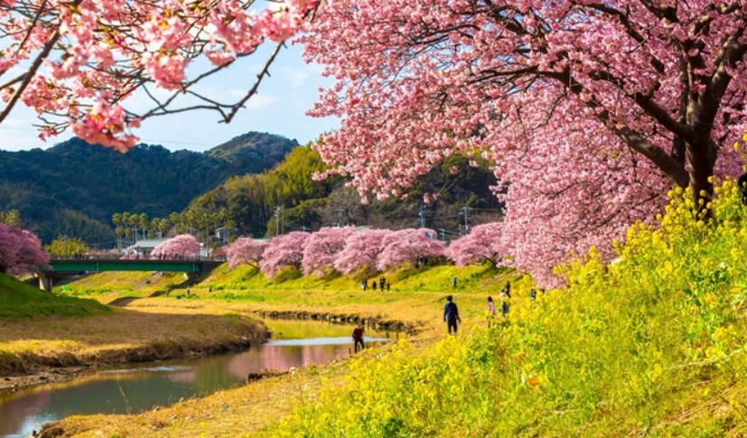 河津櫻開花時間