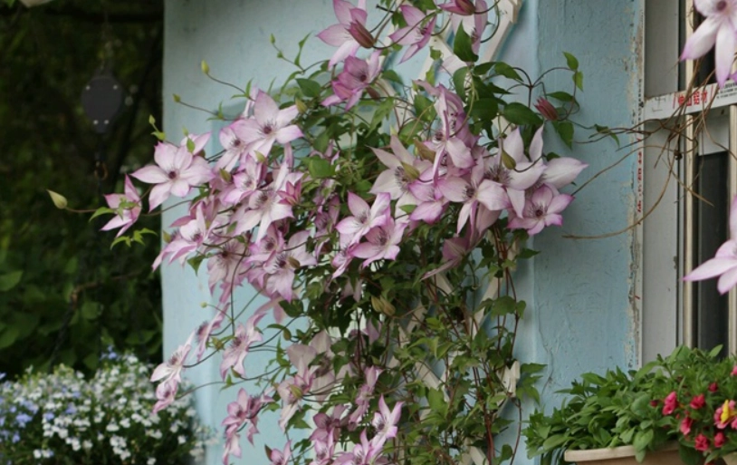 鐵線蓮栽培技巧