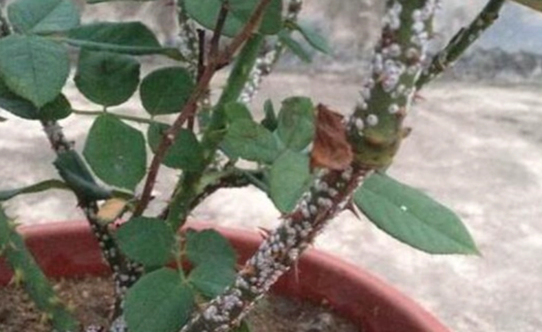 玫瑰介殼蟲症狀