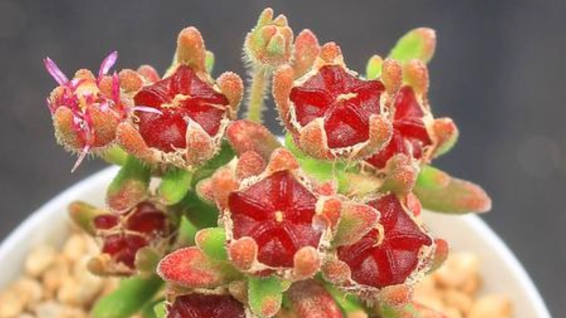 紅寶石枝幹番杏 种植