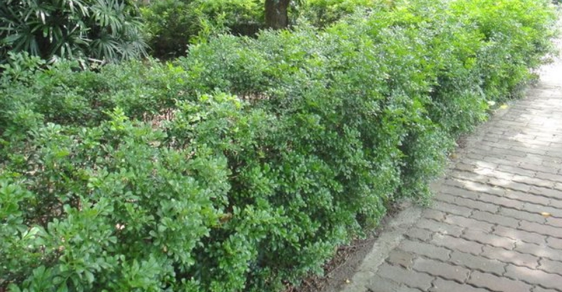 樹蘭病蟲害防治