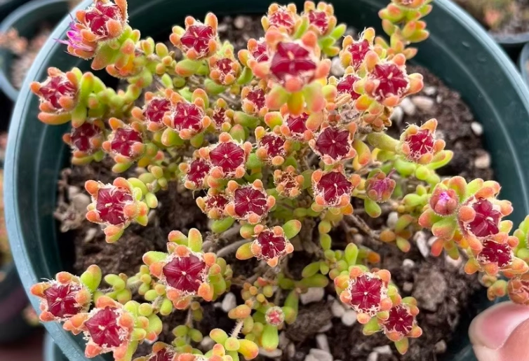 紅寶石枝幹番杏 照顧