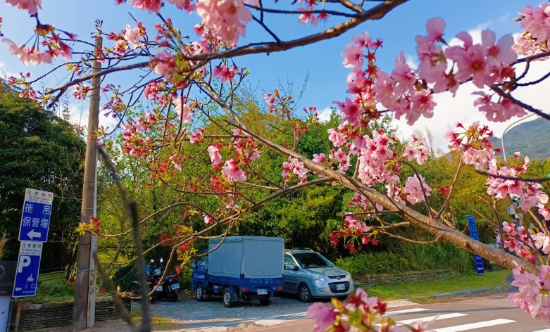 陽明山賞櫻