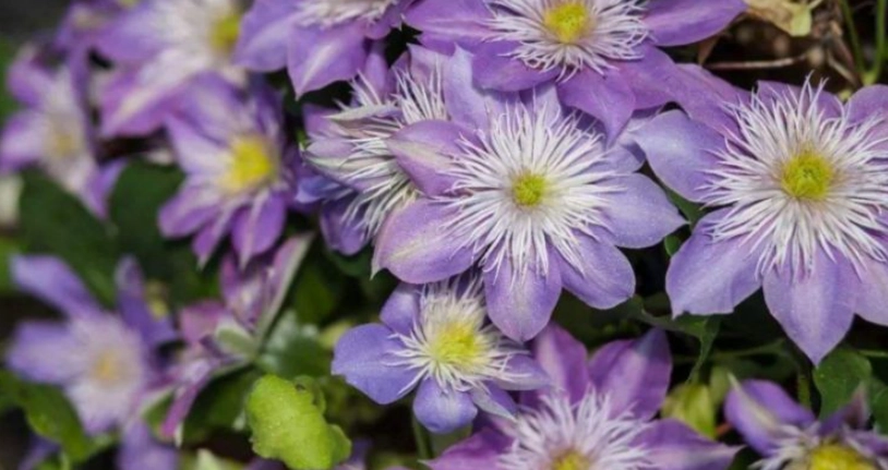 铁线莲分类方法