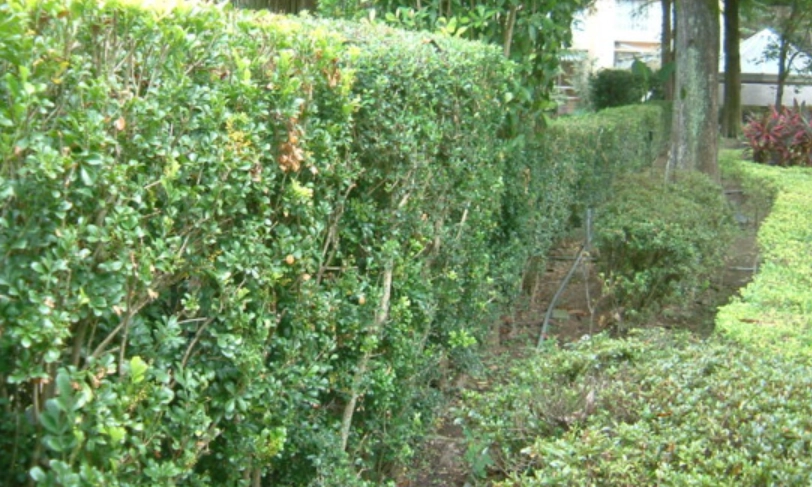 樹蘭病蟲害防治