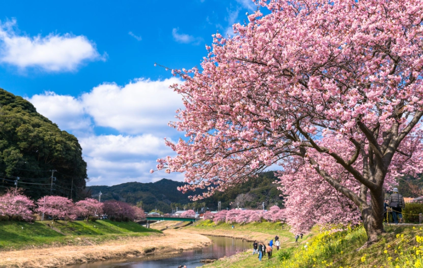 伊豆櫻花景點